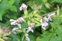 Saponaria officinalis