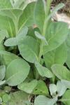 Verbascum densiflorum