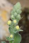 Verbascum densiflorum