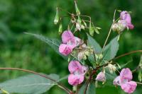 Impatiens glandulifera