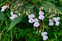 Impatiens glandulifera