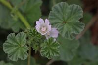 Malva neglecta