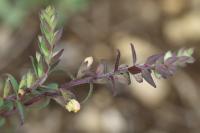 Odontites jaubertianus