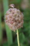 Trifolium fragiferum