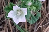 Malva neglecta