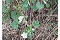 Malva neglecta