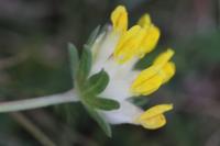 Anthyllis vulneraria