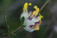 Anthyllis vulneraria