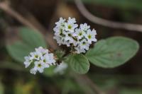 Heliotropium europaeum