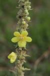 Verbascum densiflorum