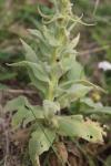 Verbascum densiflorum