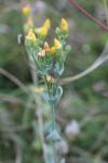 Blackstonia perfoliata