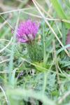 Cirsium acaulon