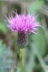 Cirsium acaulon