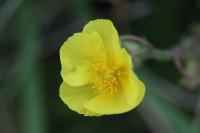 Helianthemum nummularium