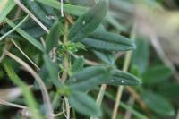 Helianthemum nummularium