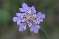 Scabiosa columbaria