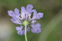 Scabiosa columbaria