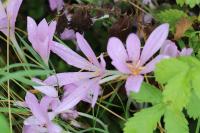 Colchicum autumnale