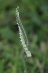 Spiranthes spiralis