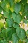 Tilia cordata