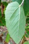 Tilia cordata