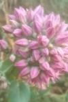 Hylotelephium telephium