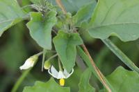 Solanum nigrum