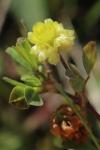 Trifolium campestre