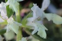 Stachys annua