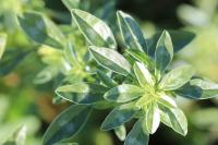 Amaranthus blitoides