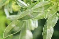 Amaranthus blitoides