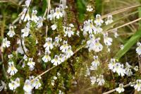 Euphrasia stricta