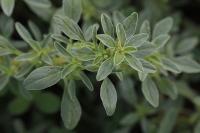 Amaranthus blitoides