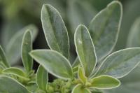 Amaranthus blitoides