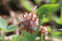Trifolium fragiferum