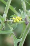 Sisymbrium officinale