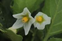 Solanum nigrum