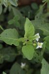 Solanum nigrum
