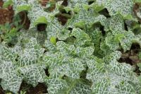 Silybum marianum