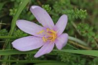 Colchicum autumnale