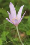 Colchicum autumnale
