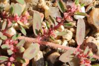Euphorbia maculata