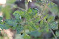Solanum lycopersicum