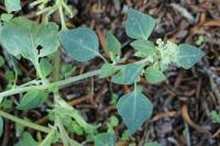 Chenopodium vulvaria