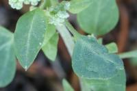 Chenopodium vulvaria