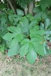 Ficus carica