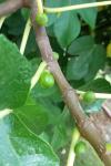 Ficus carica