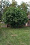 Ficus carica