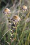 Carlina vulgaris